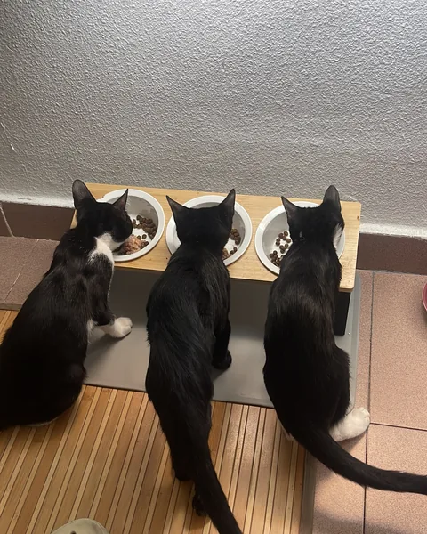 Mis gatos a la hora de comer